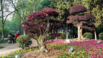 如何利用植物構(gòu)成園林景觀規(guī)劃設(shè)計(jì)的空間？